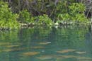 G-0466a